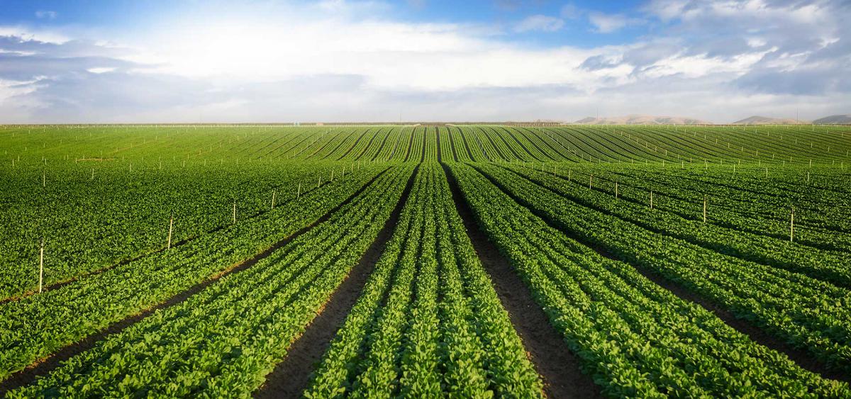 Agriculture & Farming